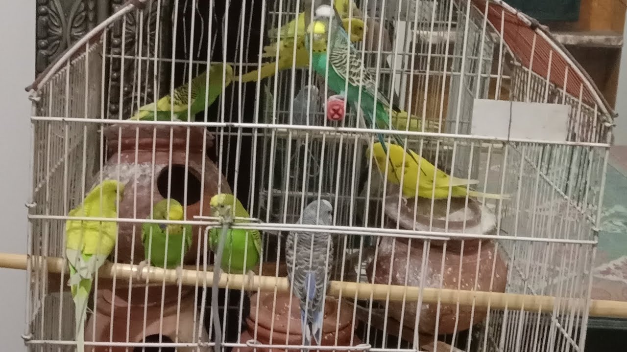Australian parrot for sale Love bird for sale only very cheap price
