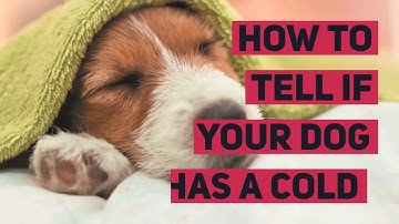 How to Tell If Your Dog Has a Cold