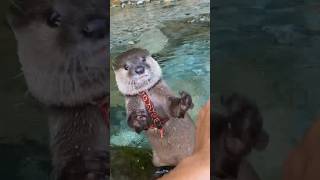 Мир, В Котором Сосуществуют Люди И Выдры😳😳 #Shorts #Aty #Otter #Watersausage