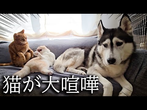 突然猫達が大喧嘩を始めたらハスキー犬がこうなっちゃいました