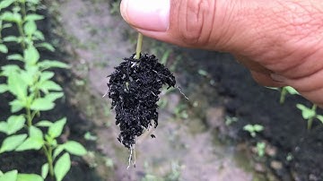 Ớt sừng vàng châu phi sử lý ớt bị bệnh thối lá trong nền