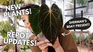 I've been keeping these plants a secret  + updates on past repots!