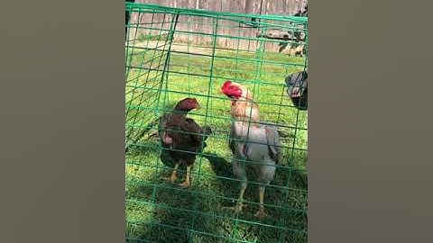 Hmong Brothers Qaib Ej.