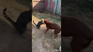 Pertarungan Hebat Kucing Vs Anjing ai snake ularkasur cat ularbesar wildlife birdsongl