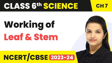 Class 6 Science Chapter 7 | Getting to Know Plants - Working of Leaf & Stem