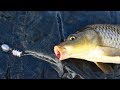 How to Catch Carp cheaply - Affordable carp fishing rod, reel, line, bait and tackle.