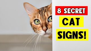 8 Secret Signs Your Cat LOVES YOU (Don't Miss #5)