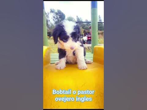 Antigo pastor inglês – Bobtail – Only Dogs