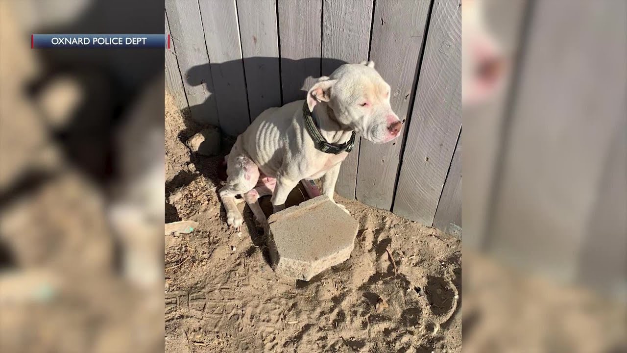 Oxnard man facing animal cruelty, illegal drug charges YouTube