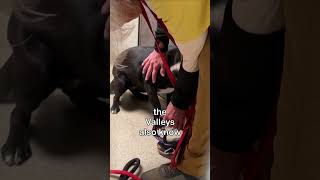Can a walking program save this dog?