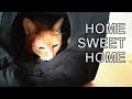 Alvi cat : how to make a tiny house for your cat... within 3 minutes!