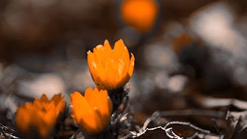 القارئ الشيخ ماجد الزامل - وَلَا تَحْسَبَنَّ اللَّهَ غَافِلًا عَمَّا يَعْمَلُ الظَّالِمُونَ