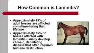 Laminitis
