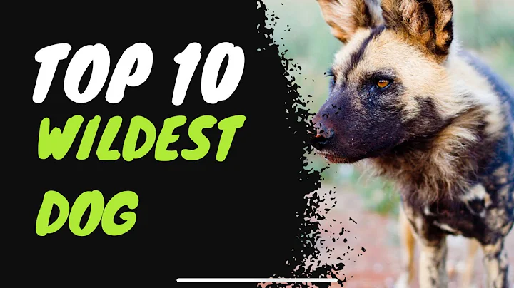 Top 10 Wildest Dog Breeds You’ve Never Heard Of!