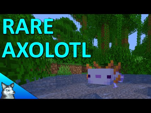 How To Get The RARE BLUE AXOLOTL in Minecraft 1.17