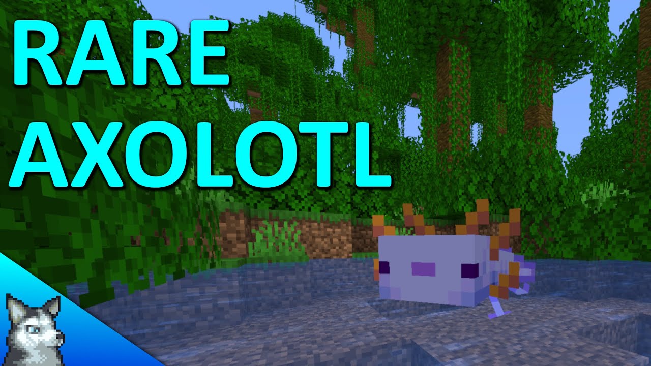 How To Get The Rare Blue Axolotl Minecraft 1 17 Snapshot Youtube