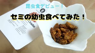 セミの幼虫食べてみた！(I tried eating cicada larvae!)