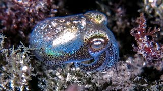 Bobtail squid  shiny diamonds