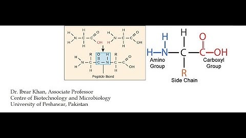 Importance of Reading Protein Sequences from N to C Terminus