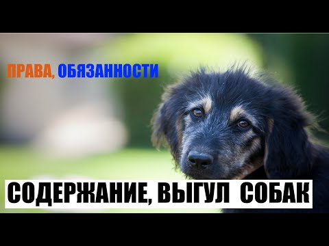 Содержание, выгул домашних животных (собак)