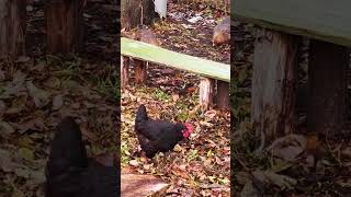 Видео  для спокойного релакса!!!!!💖🌹🐔🌷