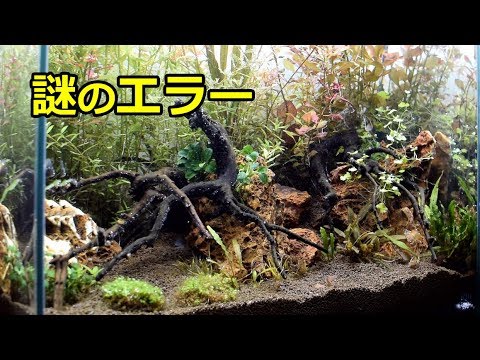 意外 水草水槽立ち上げ2週間の水質 アクアリウム Youtube 意外 水草水槽立ち上げ2週間の水質 アクアリウム Youtube