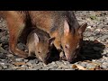 Red-legged Pademelon,  first time out of the pouch