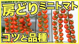 【農家と家庭菜園】ミニトマトと中玉トマトの房どりのコツとおすすめの品種【肥培管理, 収穫方法, 品種選び】