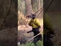 cutting tree #downtree #wood #treepath #cuttingtree