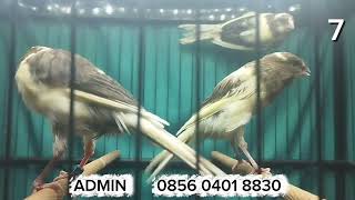 Download Lagu BAHAN F1YS, F1RASMI, F1GIBOOSSO,  AF    !!   MONGGO DI GAS BOS Q MP3