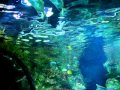 club regent casino fish tank - YouTube