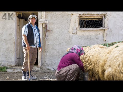 Видео: Байгалийн болон ахуйн нөхцөлд хөх макав. Тотьны зураг