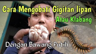 Cara Mengobati Gigitan Kelabang - Obat Digigit Kelabang