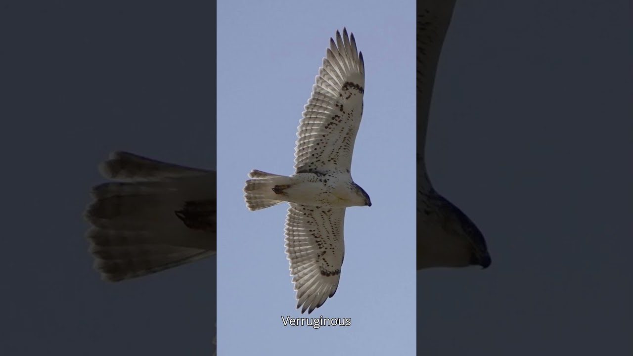 Today learn About " FERRUGINOUS HAWK " (Don't miss)🌍❤️ 