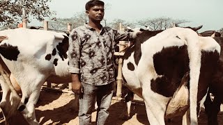 মাএ ৯০ হাজার টাকায় ১০ লিটার দুধের হলেষ্টিয়ান ফ্রিজিয়ান গাভী এইদামে আর কোথাও গাভী পাবেন না