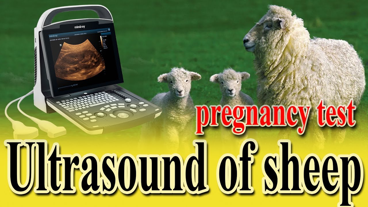 ultrasound sheep pregnancy diagnosis #Ultrasound #sheep - YouTube