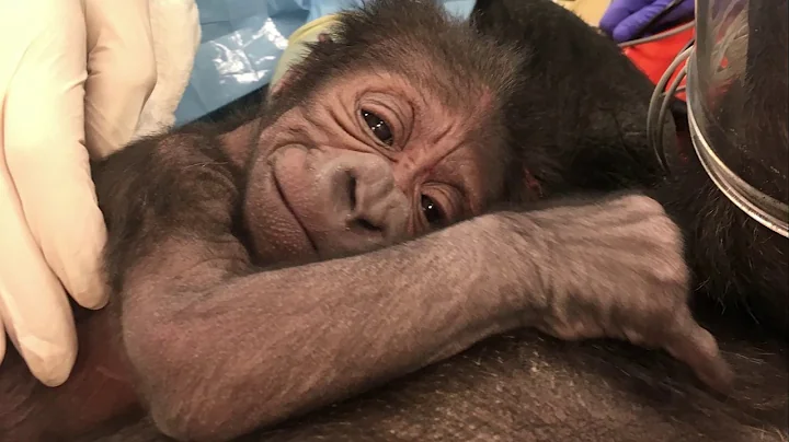 Philadelphia Zoo Welcomes Gorilla Baby
