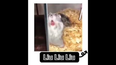 Liu liu liu #shorts #meme #memehai