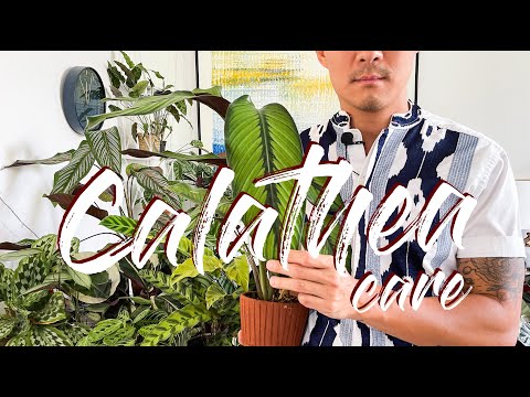 ቪዲዮ: Calathea በውሃ ውስጥ ማደግ ይችላል?