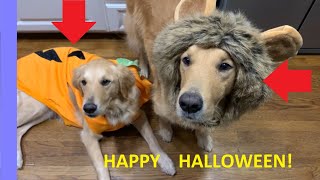 Golden Retrievers Boomer and Bella try on Halloween costumes