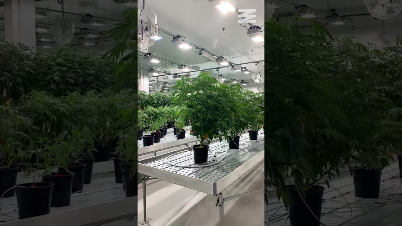 Take A Behind-the-scenes Tour Of Canada’s Largest Cannabis Factory