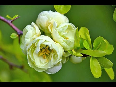 Vidéo: Arbustes de coings à fleurs japonais : conseils pour cultiver des coings à fleurs japonais