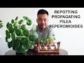 How To Repot & Propagate | Pilea Peperomioides