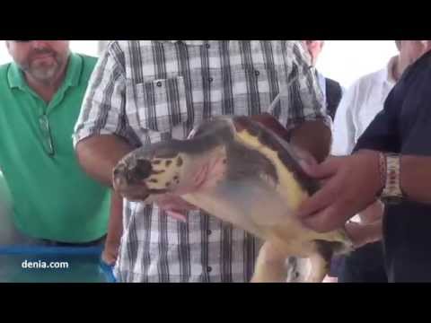 Dénia: suelta de la tortuga Diana, recuperada en el ARCA del Mar