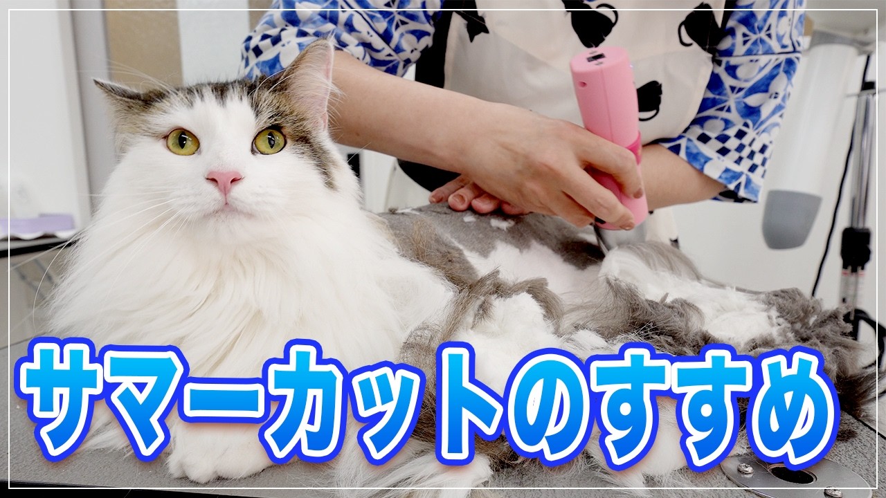 【クロエちゃん】日本の夏は暑いからサマーカットで涼しさUP | 猫ちゃん快適 | 飼い主さん抜け毛が減ってみんなハッピー！【NFC】