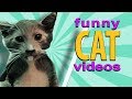 ZOOLAND - BEST SCARED CAT !!! FUNNY PRANKS WITH CATS !!! 🐱 😊