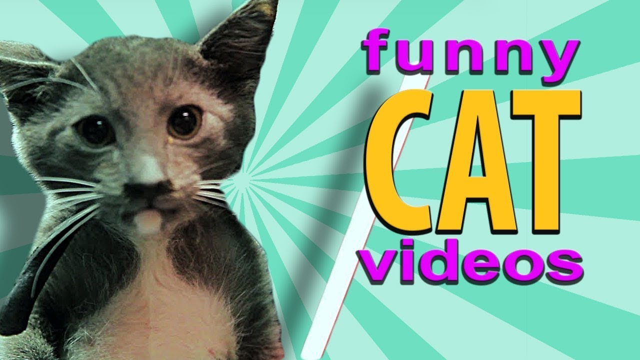 ZOOLAND BEST SCARED CAT !!! FUNNY PRANKS WITH CATS !!! 🐱 😊 YouTube