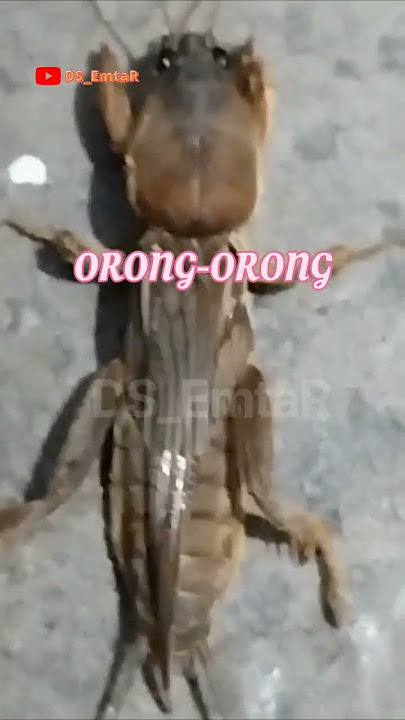 SUARA ORONG-ORONG #orongorong #anjingtanah #serangga #shorts #viral @ds_emtar4627
