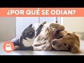 ¿Por qué mi PERRO ODIA a los GATOS? 🐶❗🐱