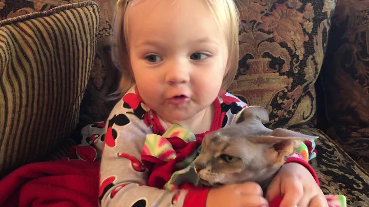 Video 8799211: adorable hairless cat, cat old, talking